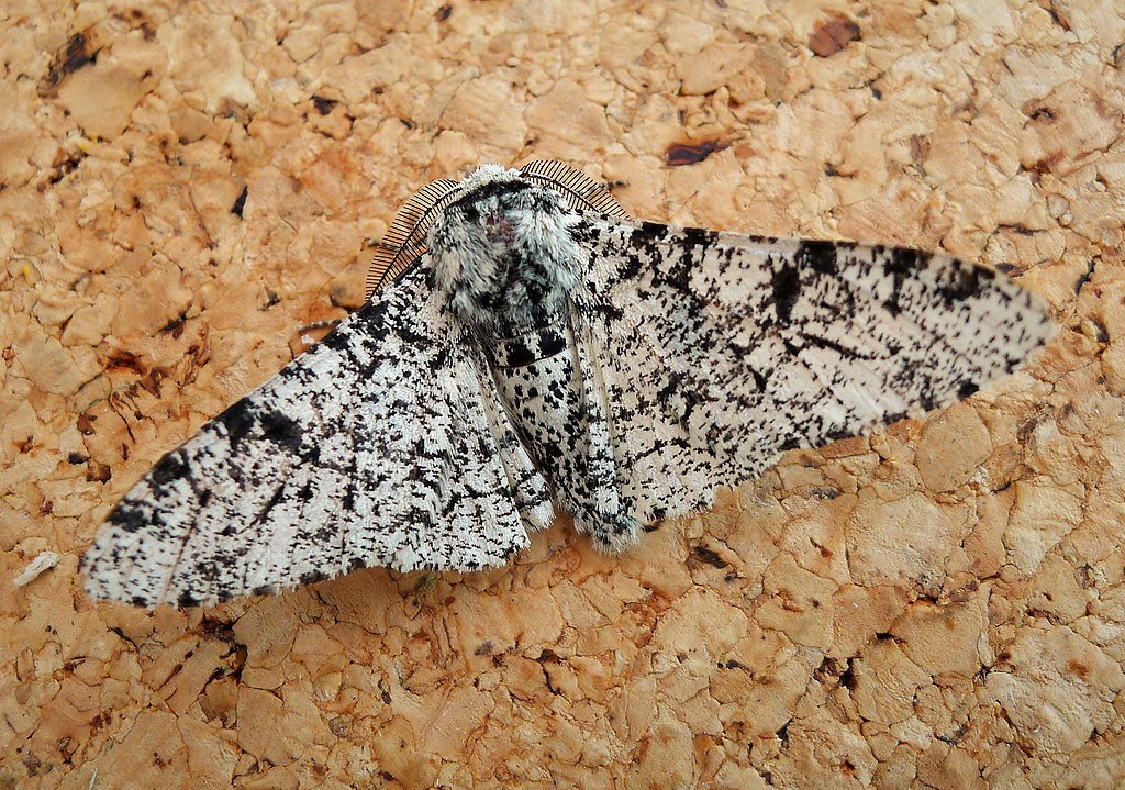 Peppered moth, animal evolution