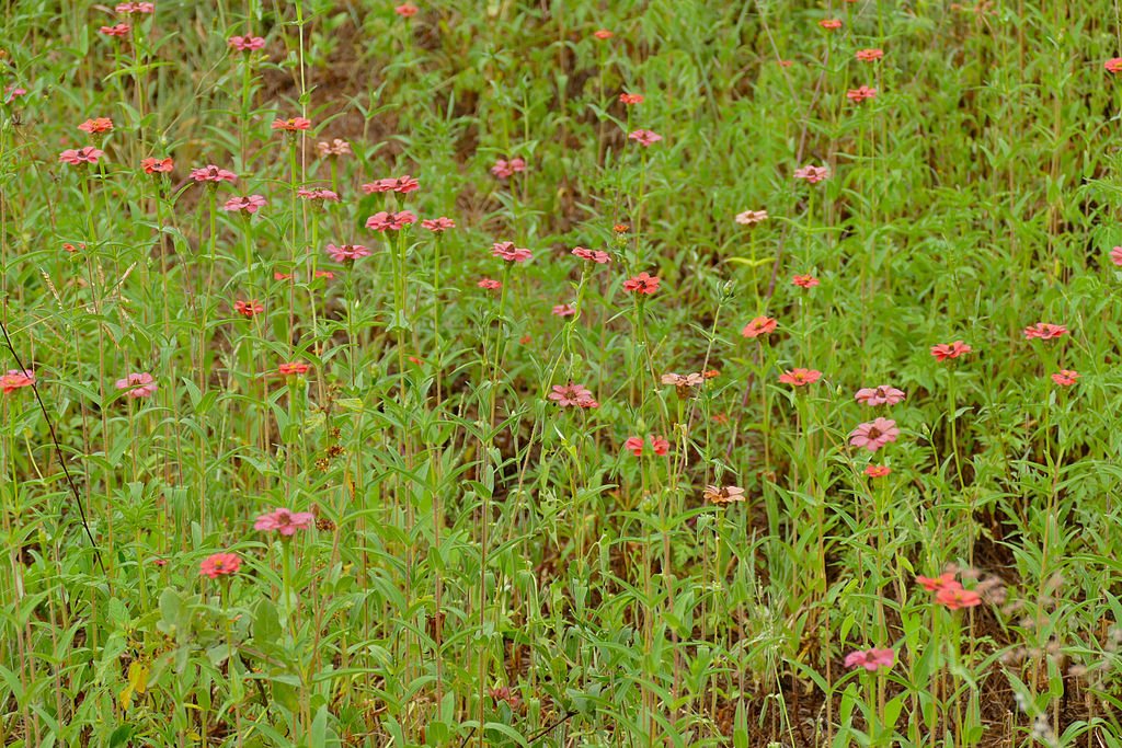 Peruvian Zinnias, Invasive species
