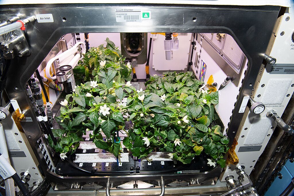 Microgravity plant habitat experiment in space