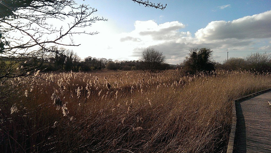 Pollardstown Fen ecosystem