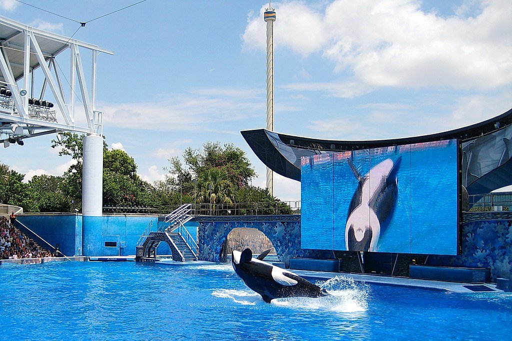 Killer whale, orca whale, marine conservation