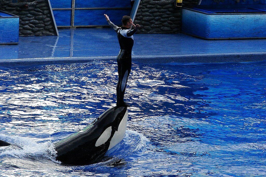 Orca, Whale, Marine conservation
