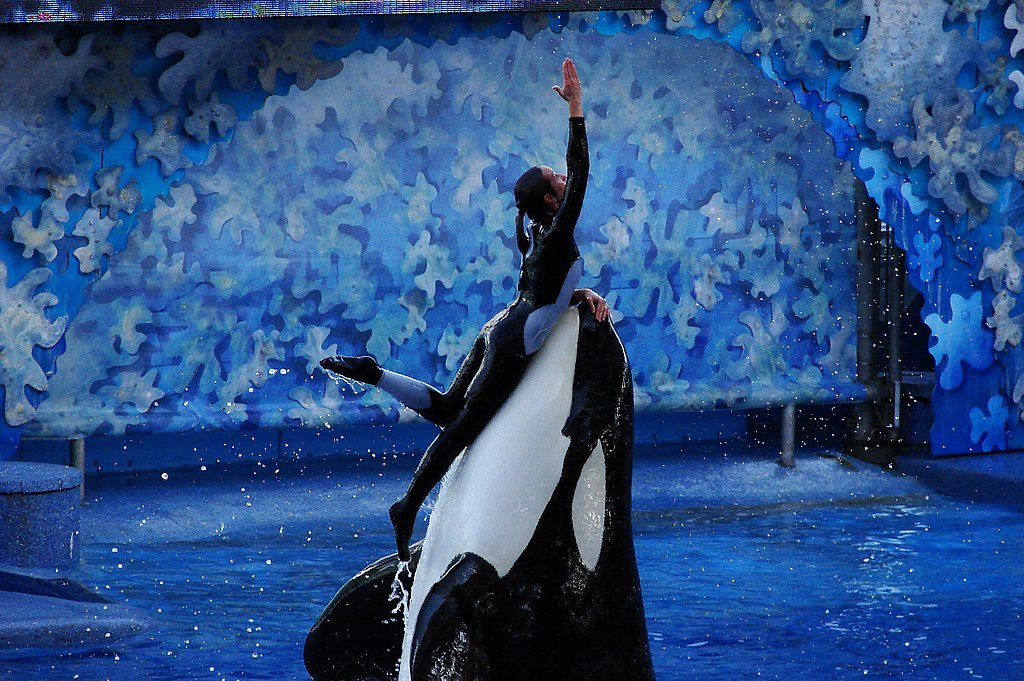 Orca whale, killer whale, marine conservation