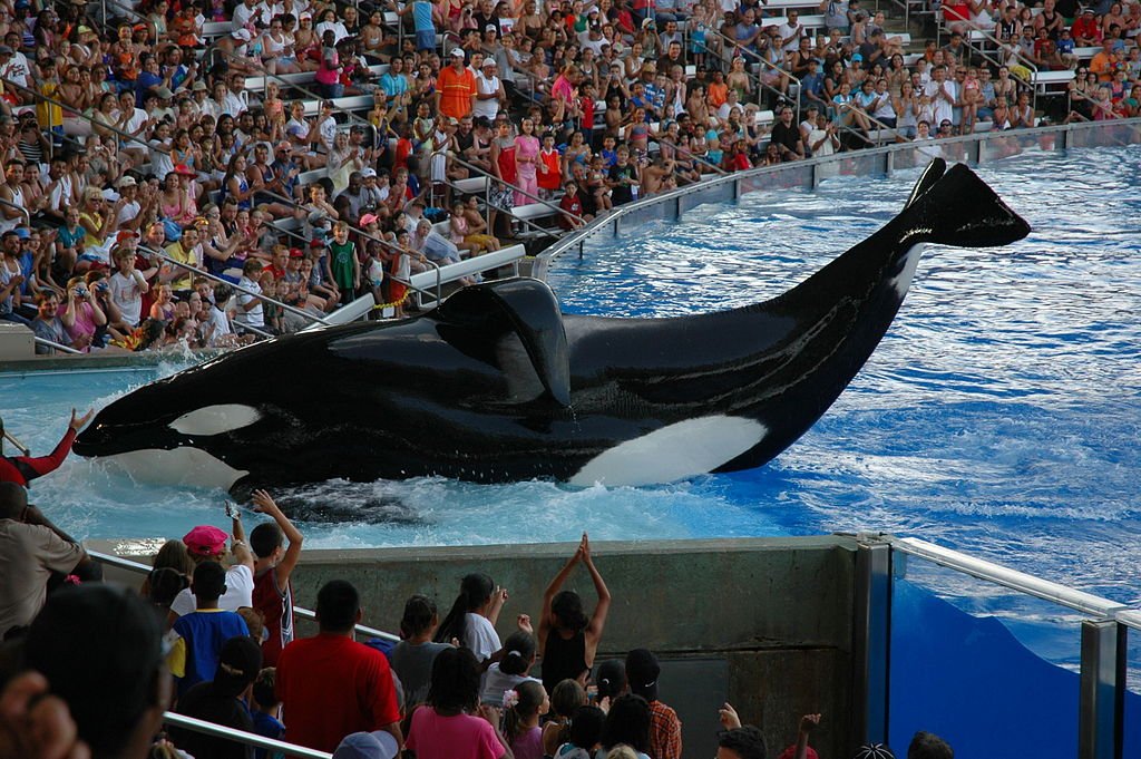 Marine conservation, orca whale