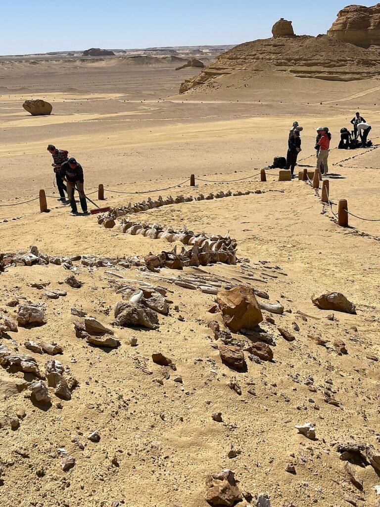 Wadi Al-Hitan, fossils of whales