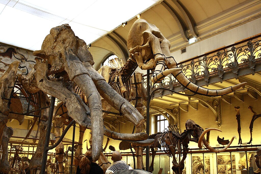 What We Can Learn from Extinct Species: Lessons on Adaptation and Survival