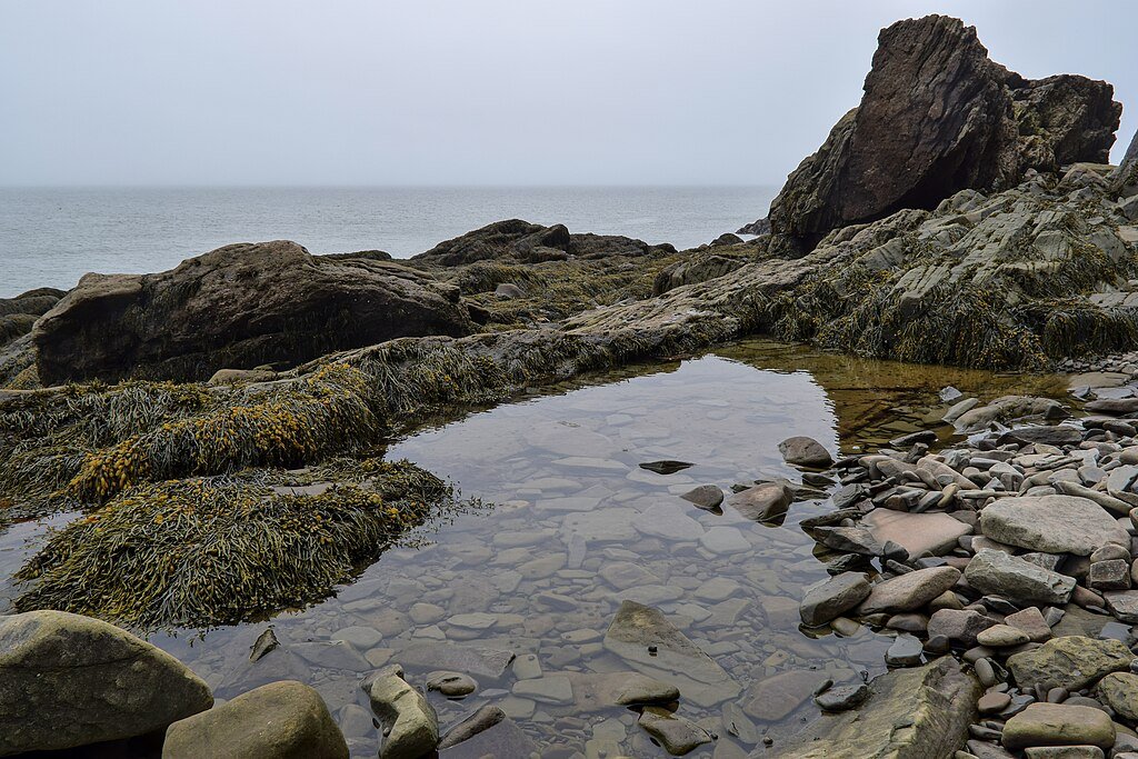 Tide pool ecosystem