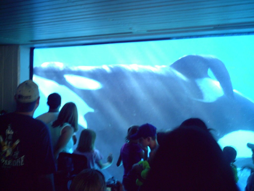 Whale, Orca, Marine conservation