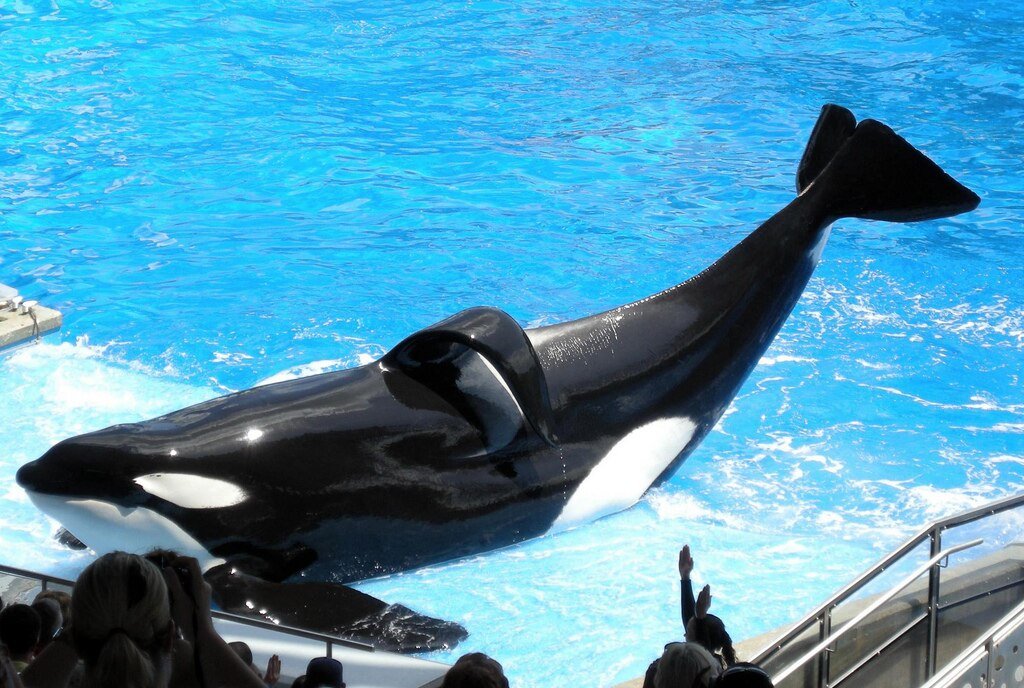 Whale, Orca, Tilikum, Marine conservation