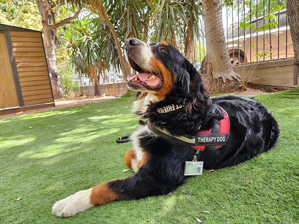 Therapy dog, Animal therapy