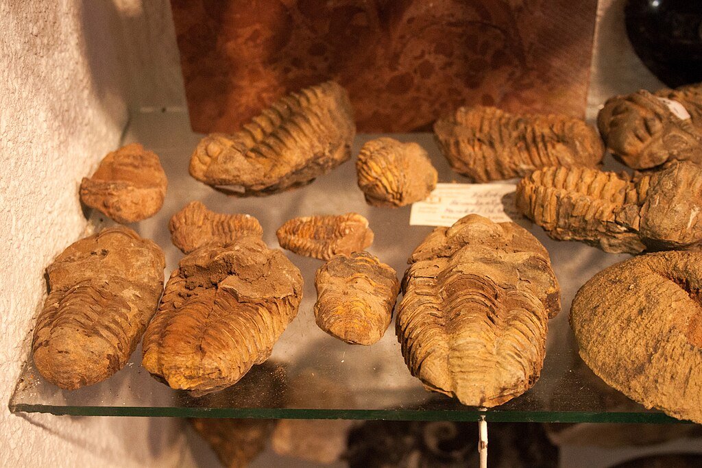 Extinct species
