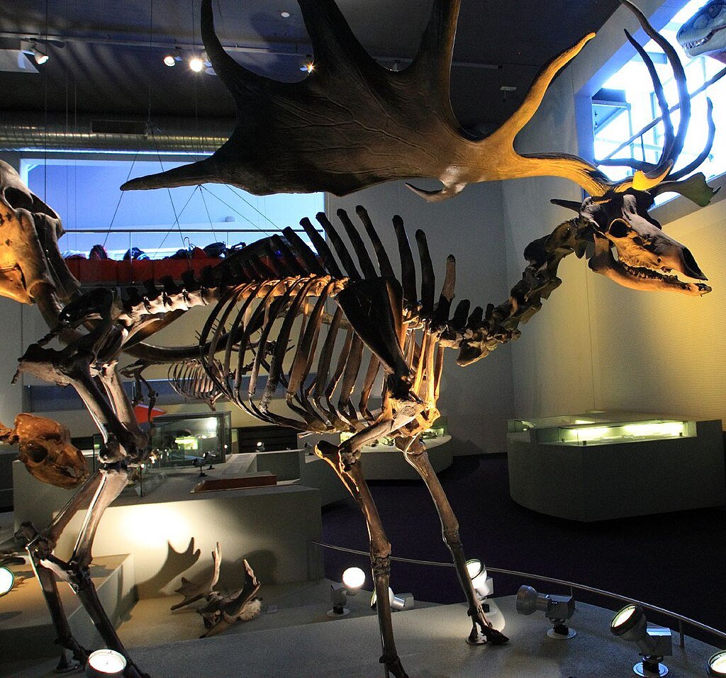 Extinct species, Irish elk