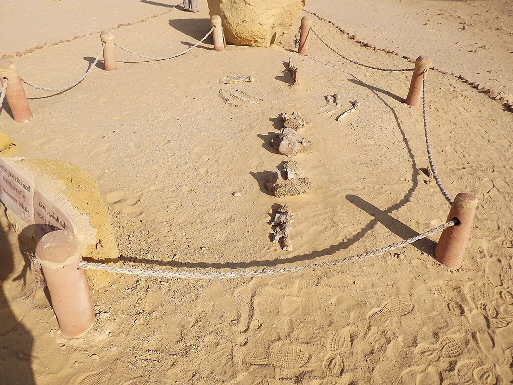 Wadi Al-Hitan UNESCO