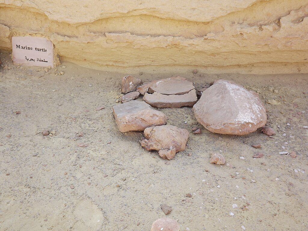 Wadi Al-Hitan fossils