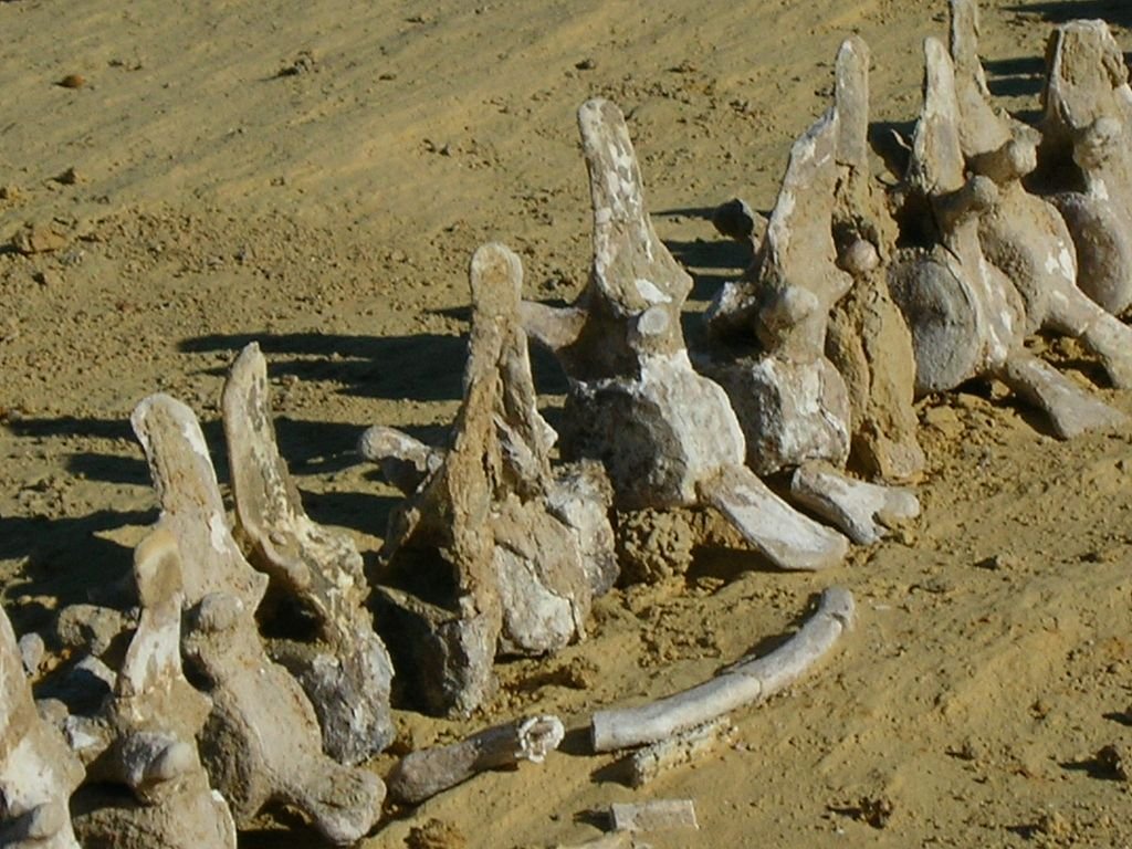 Wadi Al Hitan
