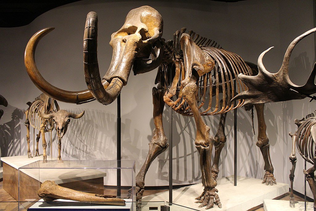 Woolly Mammoth, extinct species
