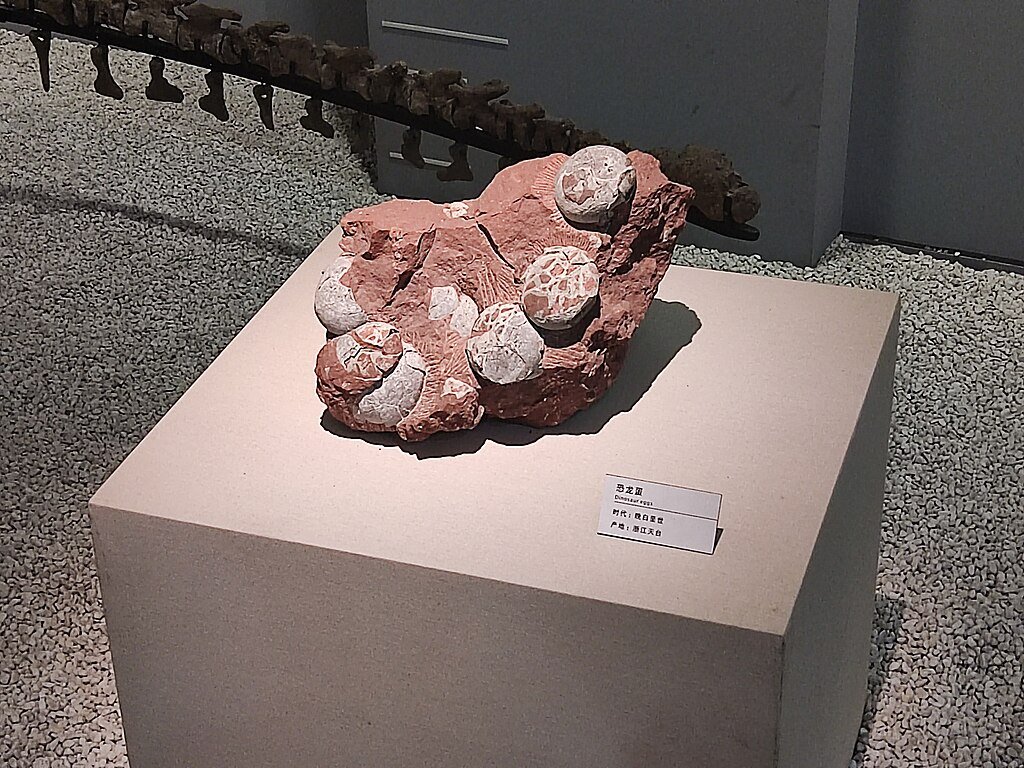Dinosaur eggs fossils