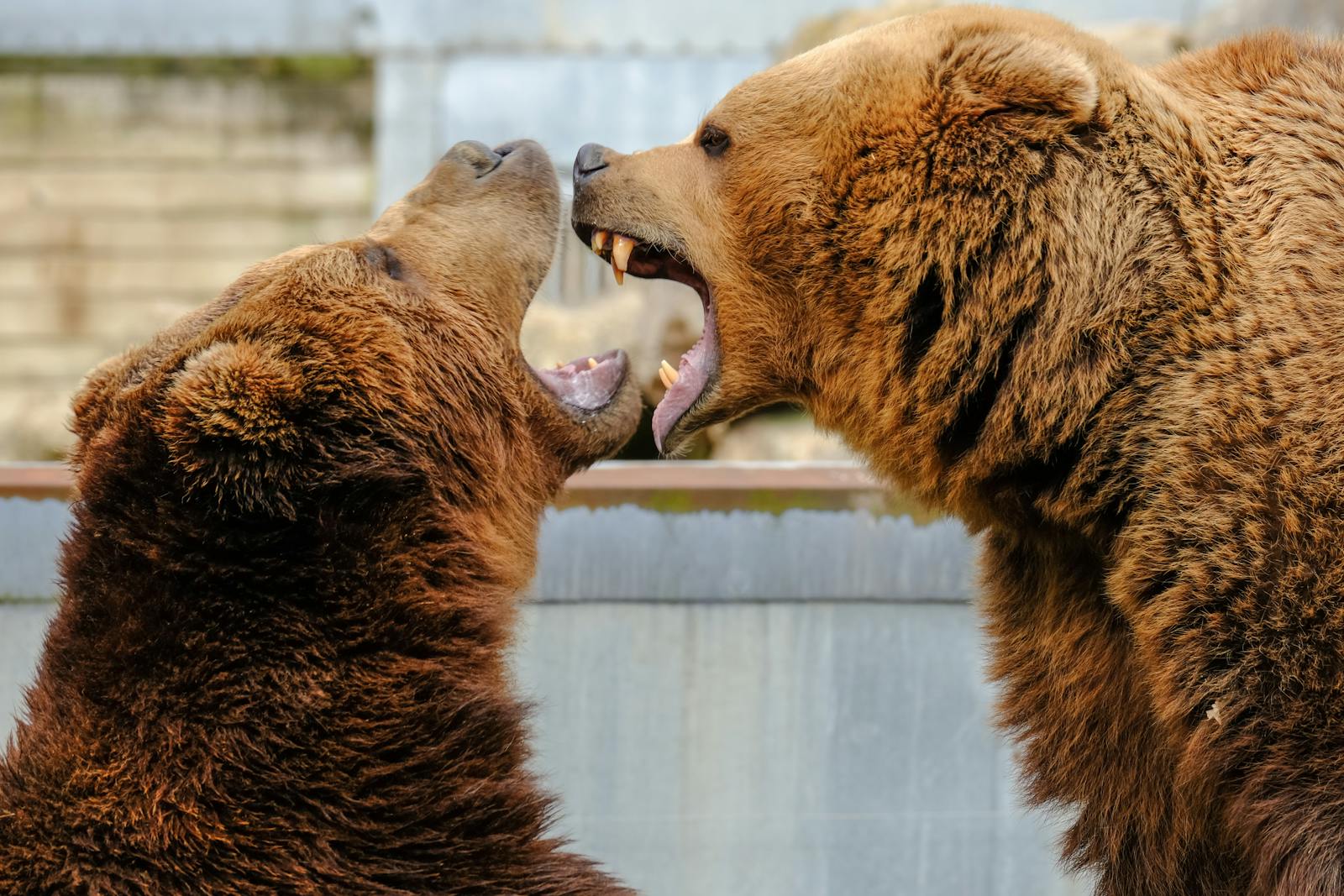 Trophic Cascades: How the Removal of Apex Predators Can Destroy Ecosystems
