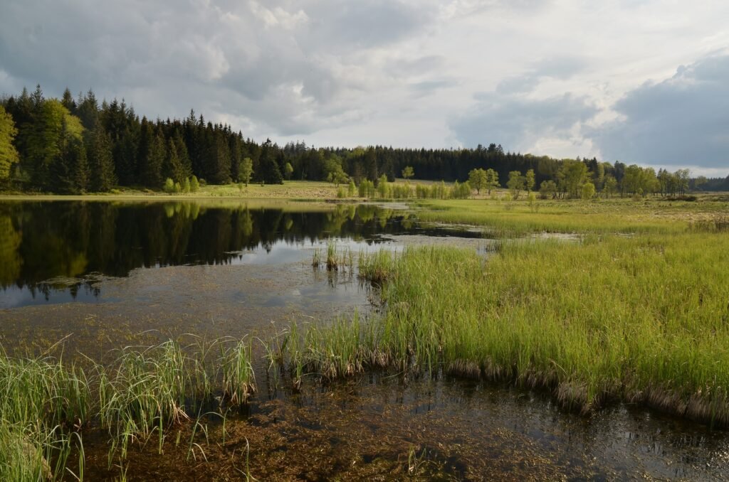 Peat Bog