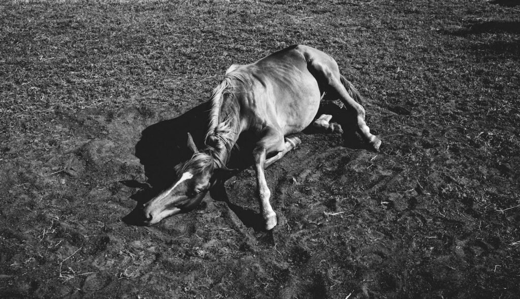 A dramatic black and white photo of a horse lying on the ground, seemingly sick.