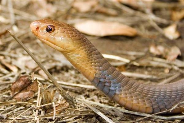 African Spitting Cobra