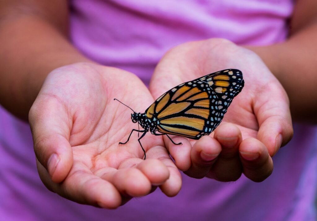 How to build a butterfly garden