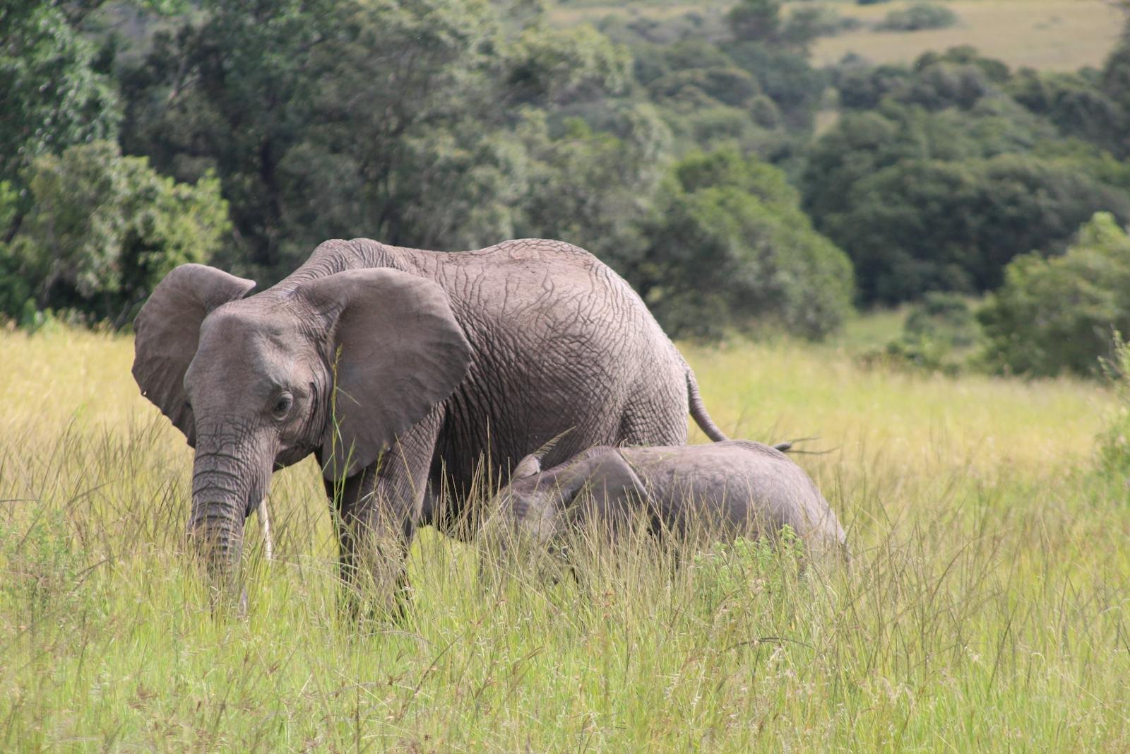 Can Elephants Save the Ghost Forests? Can Modern Megafauna Replace Their Extinct Relatives?