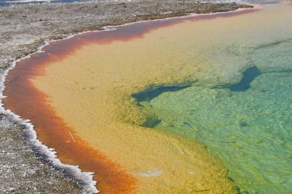 The vivid colors of the Grand Prismatic Spring in Yellowstone National Park, a habitat for thermophiles.