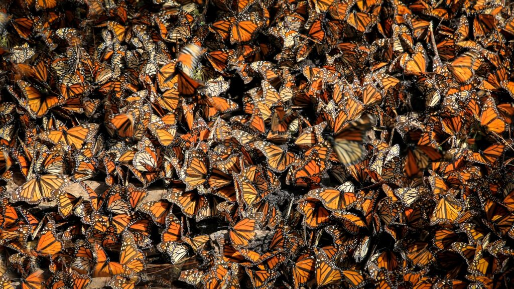 orange butterflies in the ground