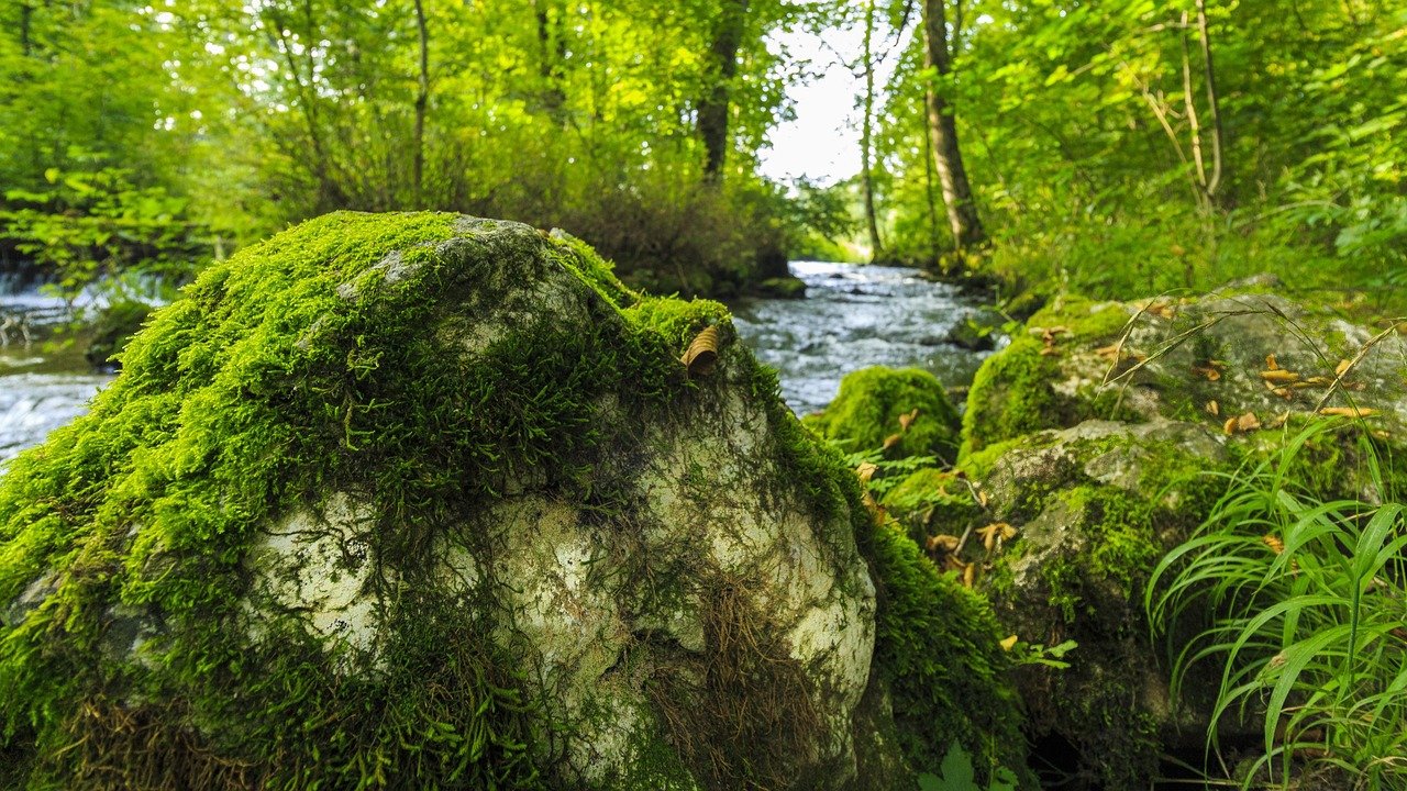 The Role of CO2 in Our Ecosystem