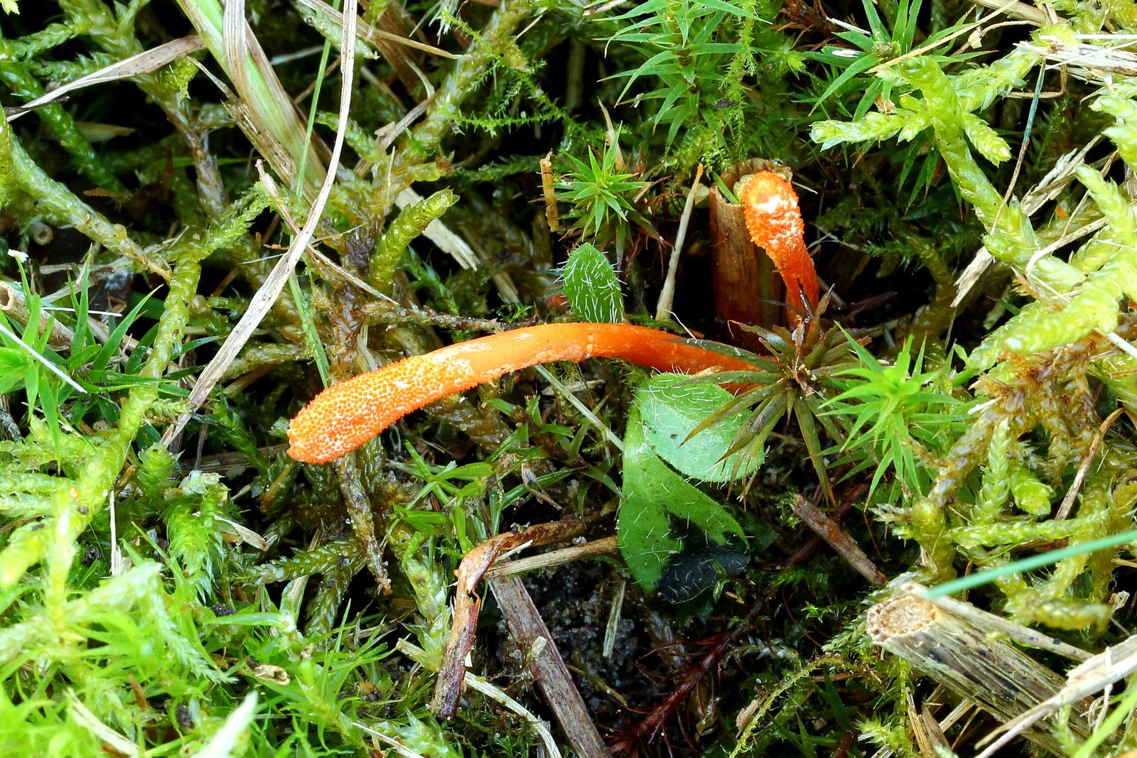 1. The Cordyceps Fungus: The Puppet Master of Insects