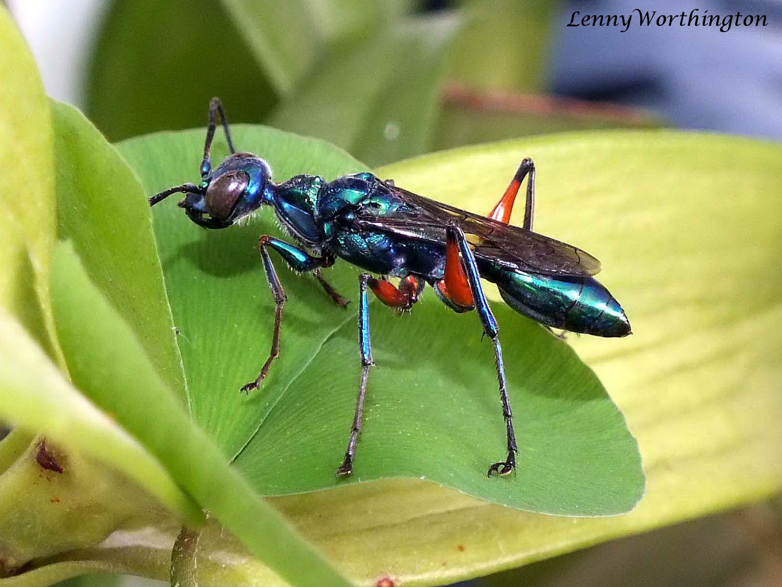 3. The Jewel Wasp: Mind Control Expert