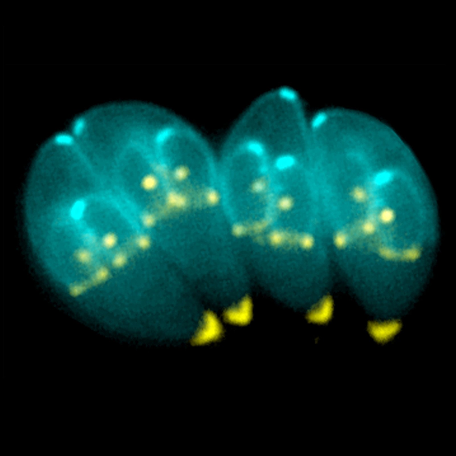 6. Toxoplasma Gondii: The Cat-Loving Parasite