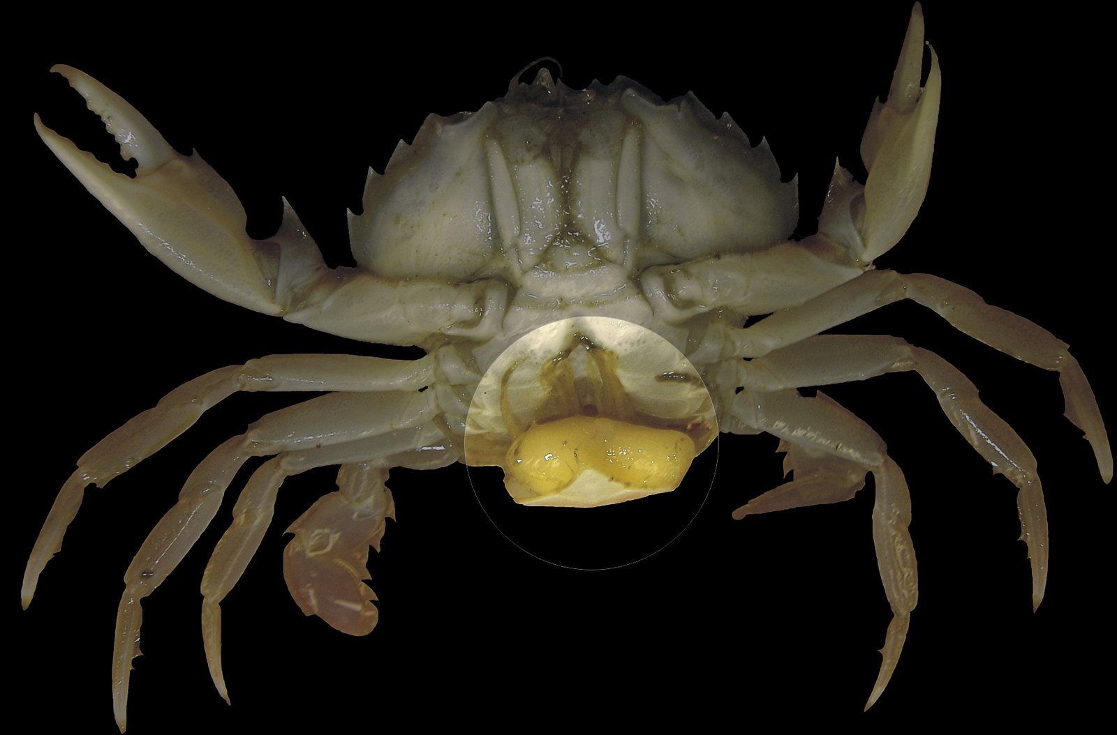 7. Sacculina Carcini: The Crab Hijacker