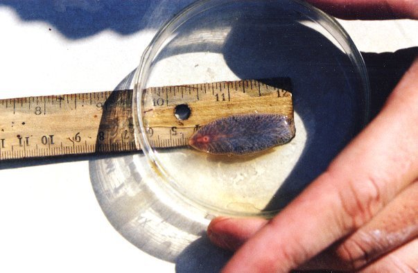 8. Lancet Liver Fluke: Manipulator of Mammals