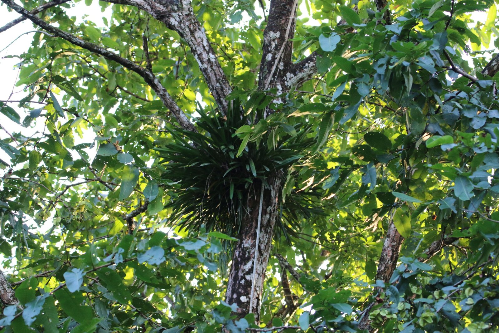 9. Parasitic Plants: The Silent Invaders