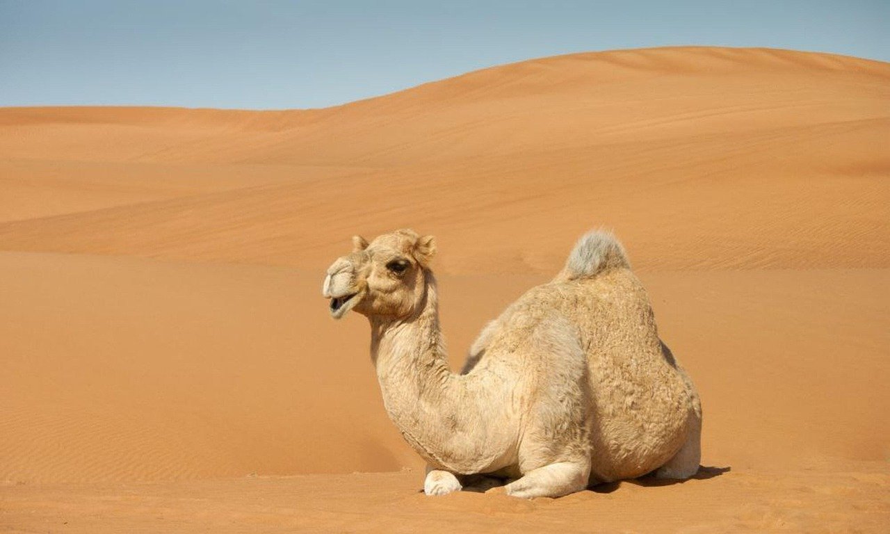 Camels: The Desert Navigators