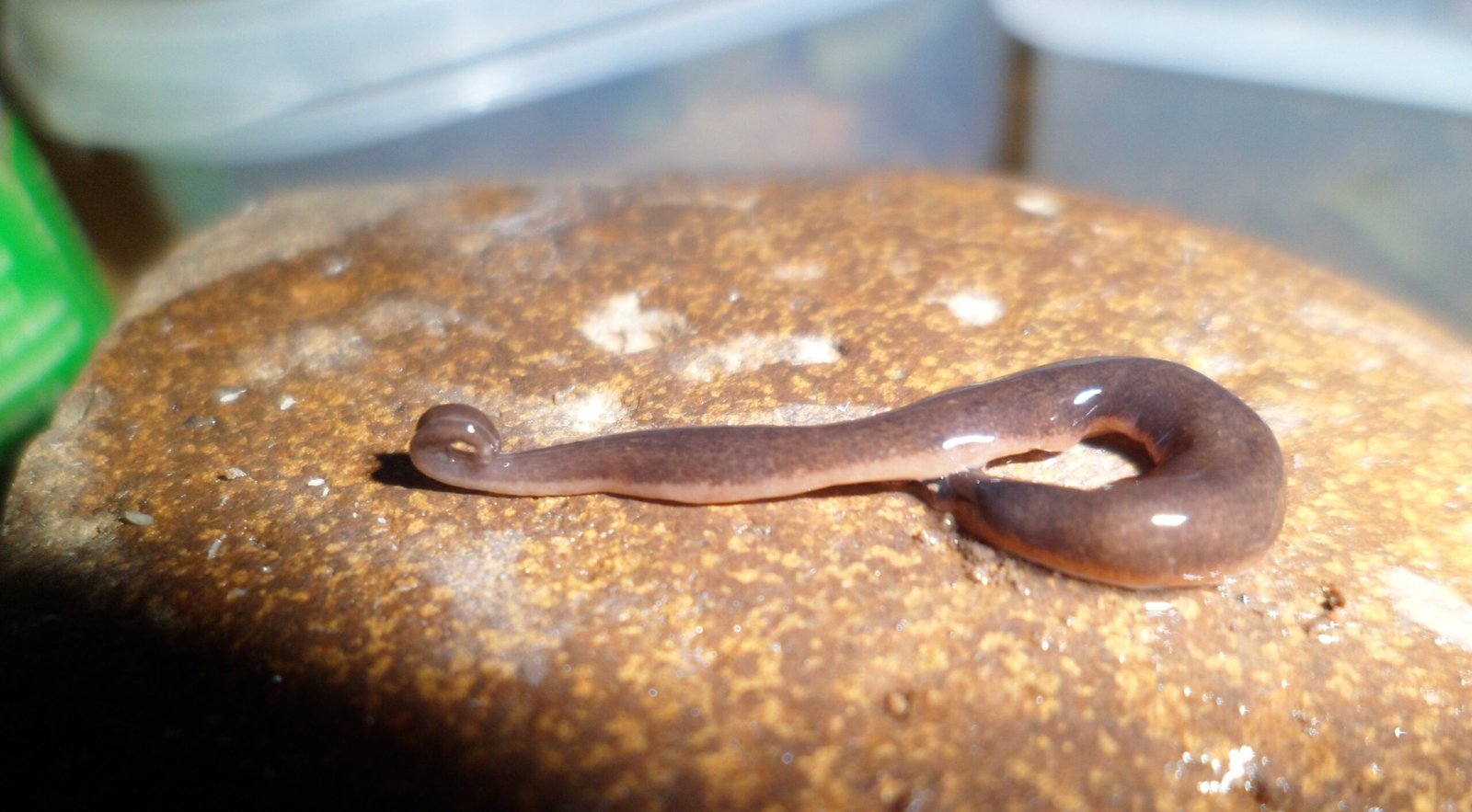 Planarian: The Immortal Flatworm