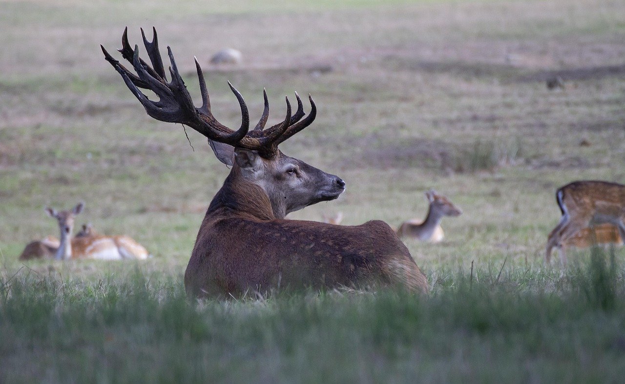 Deer: Antler Regeneration Experts