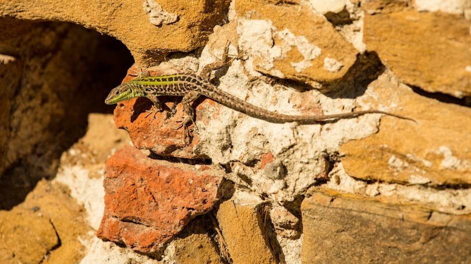 3. Italian Wall Lizards: A Diet-Induced Transformation