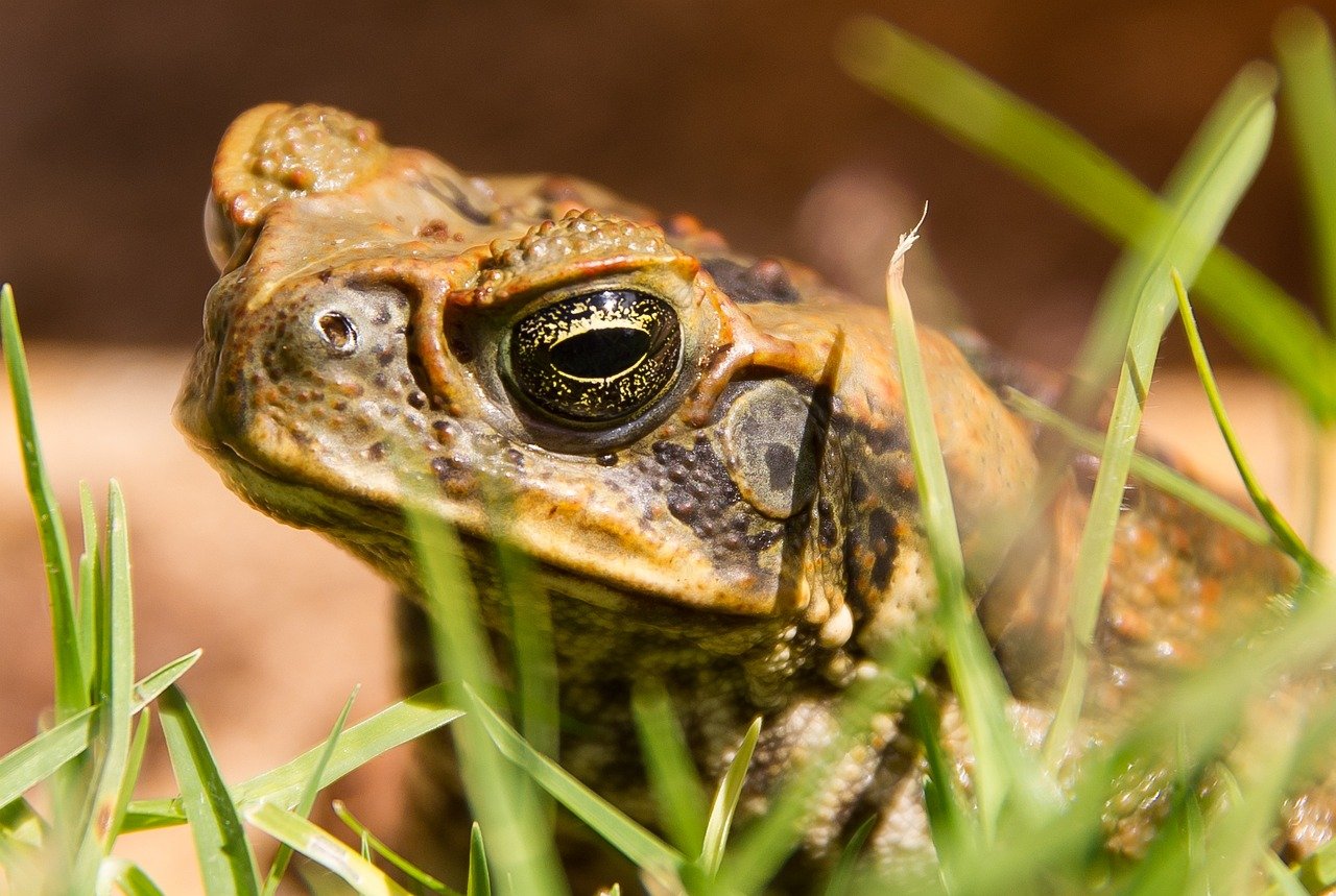 5. Cane Toads: Rapid Adaptation in Australia