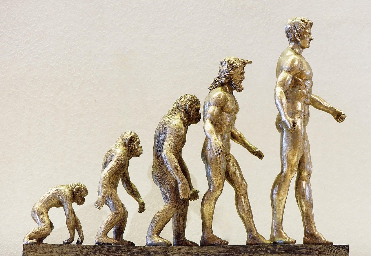 8. Human Evolution: The Ever-Changing Species