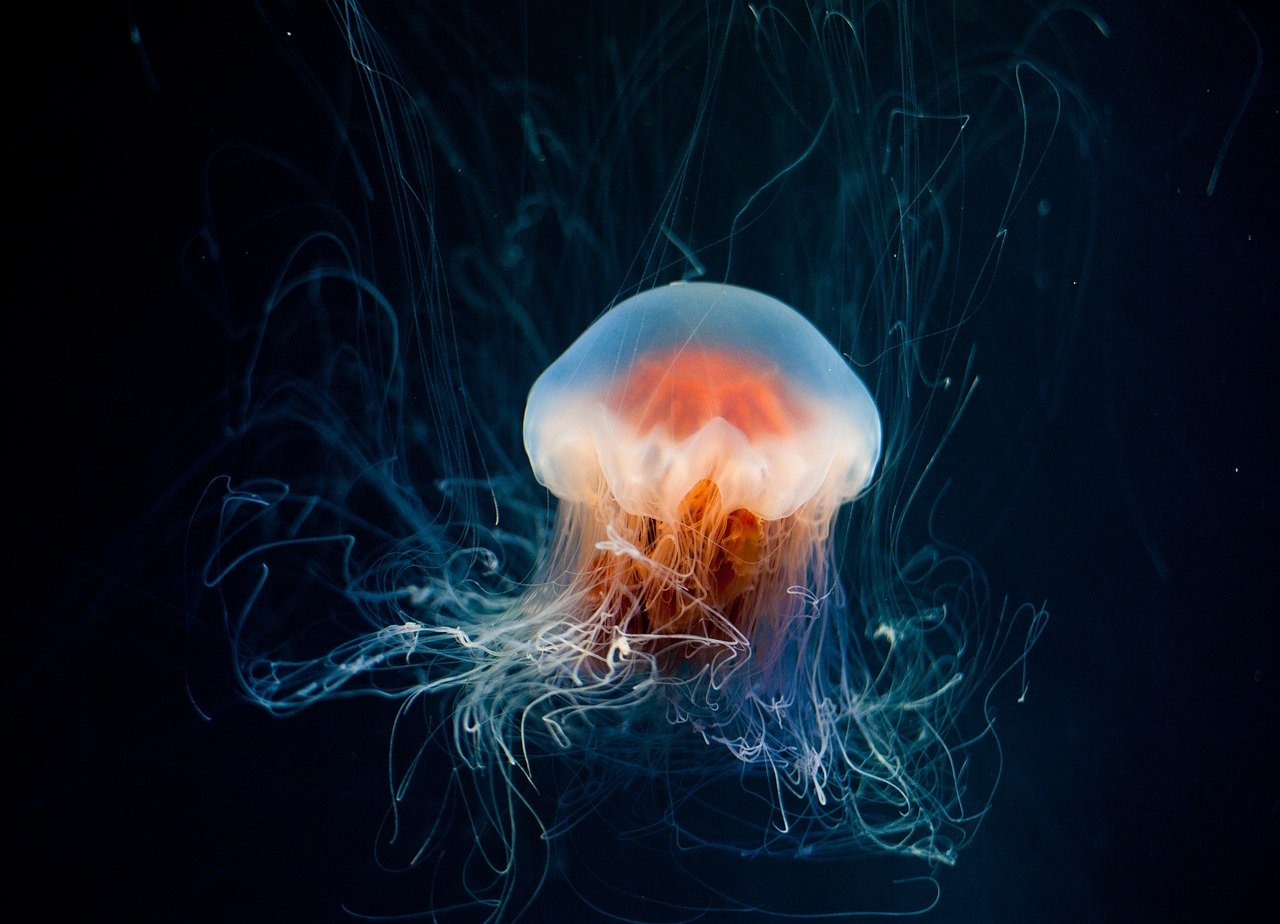 Immortal Jellyfish: Nature's Timeless Wonder
