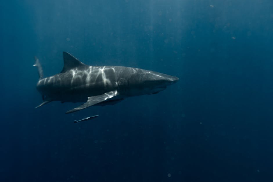 Greenland Shark: The Ancient Voyager