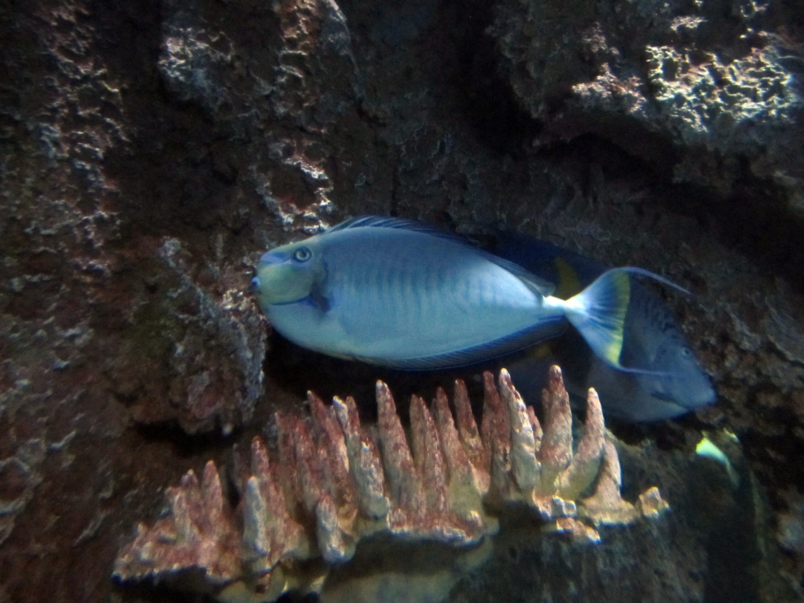 Parrotfish: Guardians of the Reef