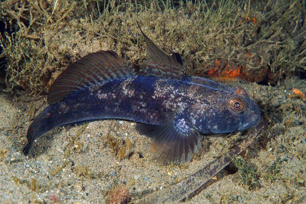 Gobies: Tiny Transformers
