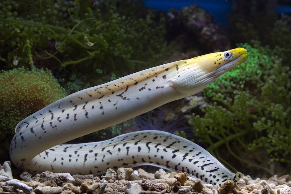 Moray Eels: Elegant Shape-Shifters