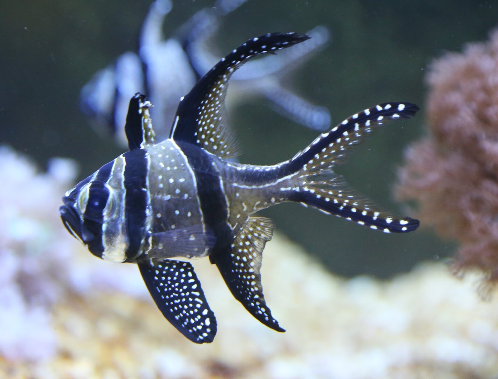 Cardinalfish: Nighttime Guardians