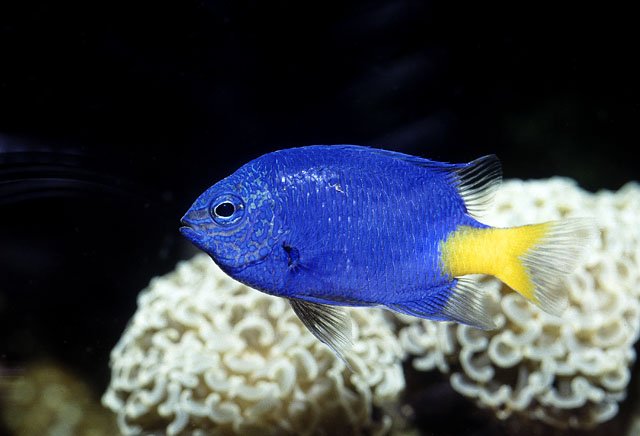 Coral-Reef Damselfish: Versatile Survivors