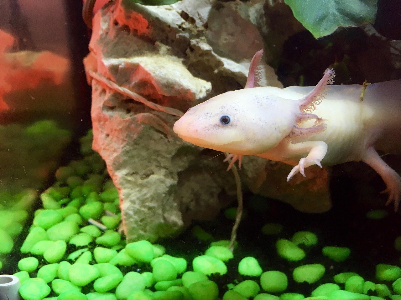Axolotls: The Marvels of Mexican Waters